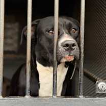 Thumbnail photo of Zuki #2