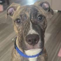 Thumbnail photo of Andie #2