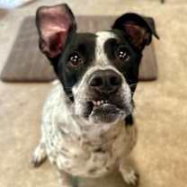 Thumbnail photo of Poppy #1