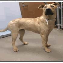 adopt-pet