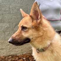 Thumbnail photo of Vinnie #2