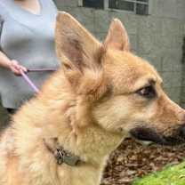 Thumbnail photo of Vinnie #4