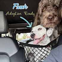 Thumbnail photo of FLASH #3