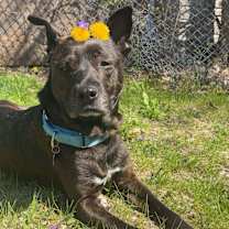 Thumbnail photo of Glimda #2