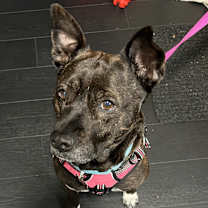 Thumbnail photo of Glimda #3