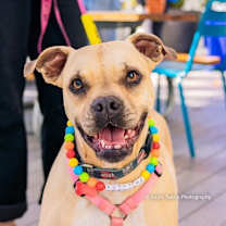 Thumbnail photo of Cupcake #1
