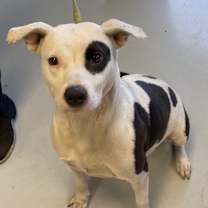 Thumbnail photo of Lola #1