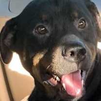 adopt-pet