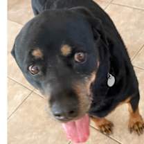 adopt-pet
