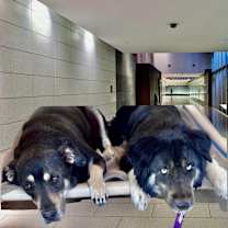 adopt-pet
