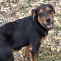 Thumbnail photo of Apollo #1