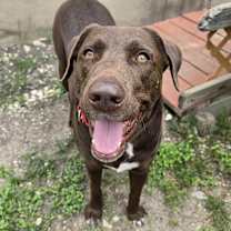 Thumbnail photo of Buck #1