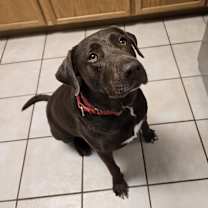 Thumbnail photo of Buck #4