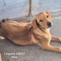 Thumbnail photo of Linguine #1