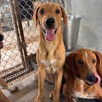 Thumbnail photo of Linguine #2