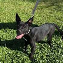 Thumbnail photo of Leia: Adoption fee waived! #2