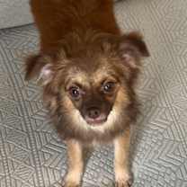 Thumbnail photo of Betsy #1