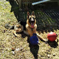 Thumbnail photo of Rocco #2