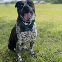 Thumbnail photo of Buddy #4