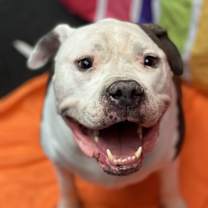 Thumbnail photo of Bama #2