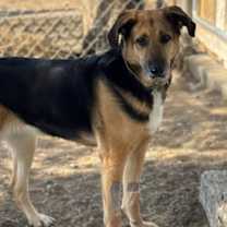 Thumbnail photo of Kimber #1