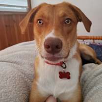 Thumbnail photo of Trinket #1