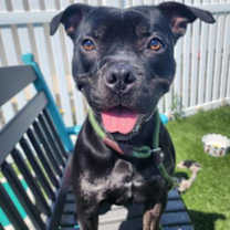 Thumbnail photo of Wadoo #1