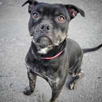 Thumbnail photo of Wadoo #2