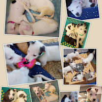 Thumbnail photo of Mama Darla & pups #1