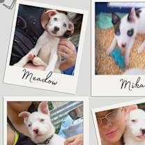 Thumbnail photo of Mama Darla & pups #2