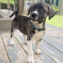 Thumbnail photo of Brinley #1