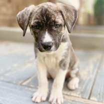 Thumbnail photo of Brinley #2