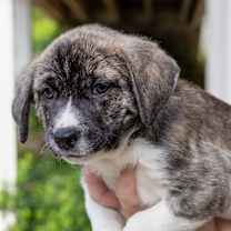 Thumbnail photo of Brinley #3