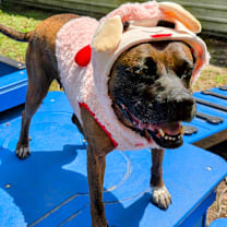 Thumbnail photo of Dolly #1