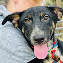 Thumbnail photo of Koda #3
