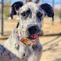 Thumbnail photo of Minerva #2