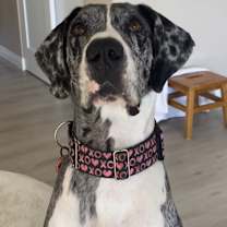 Thumbnail photo of Millie #1