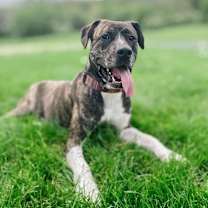 Thumbnail photo of Wiki #1