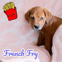 Thumbnail photo of French Fry #4