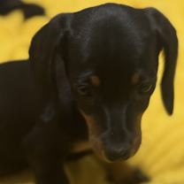 Thumbnail photo of DIXIE #1