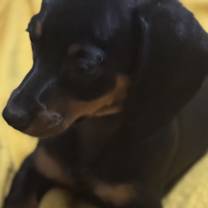 Thumbnail photo of DIXIE #2