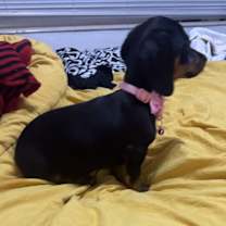 Thumbnail photo of DIXIE #3