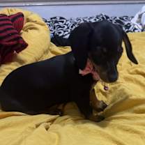 Thumbnail photo of DIXIE #4