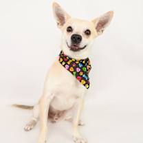 adopt-pet