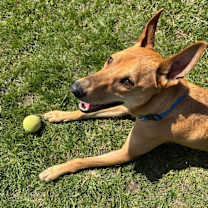 Thumbnail photo of Ollie #2