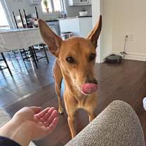 Thumbnail photo of Ollie #3