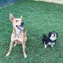 Thumbnail photo of Ollie #4