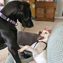 Thumbnail photo of LEXIE #4