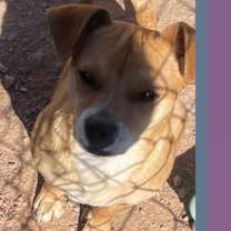 adopt-pet