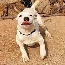 adopt-pet